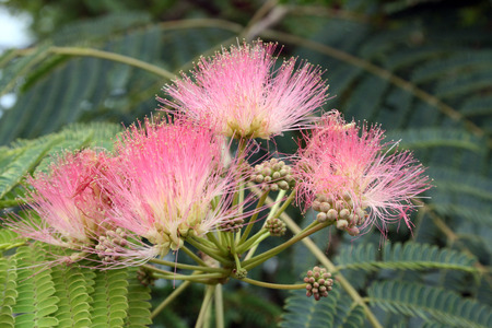 mimosa bloomsの写真素材