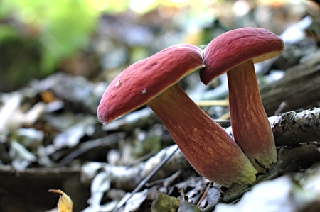 Autumn mushrooms in a natural forest environment.の写真素材