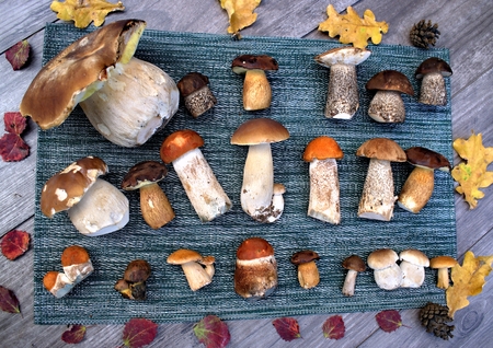 Autumn forest mushrooms on textiles background and wooden tableの写真素材