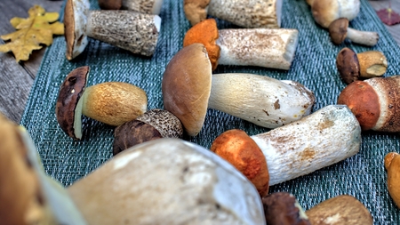 Autumn forest mushrooms on textiles background and wooden tableの写真素材
