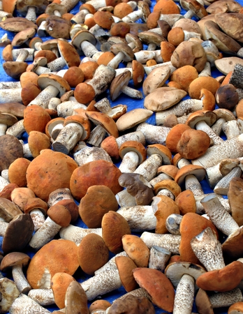 Autumn forest mushrooms on a blue background.の写真素材