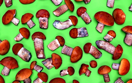 Autumn forest mushrooms on a green background.の写真素材