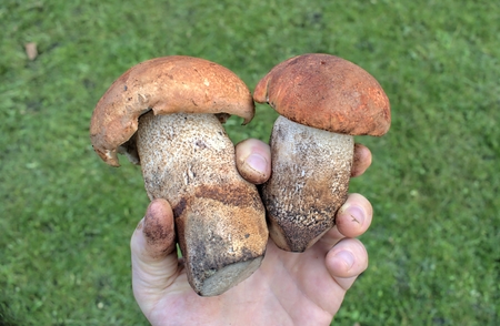 Man holding the mushrooms in the forest.