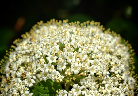 Nature, flowers, environment, parks and gardens concept-white spring and fragrant flower of shrub...