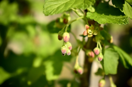 Gardening, cultivation, agriculture and care concept. Spring buds of blackcurrant flowers.の写真素材