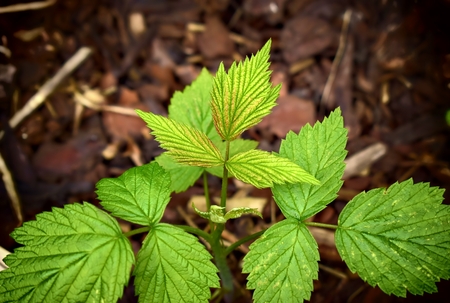 Gardening, cultivation, agriculture and fruit concept-young growing bushes on a background of garden bark.の写真素材