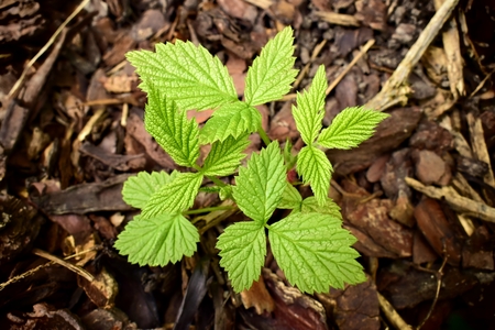 Gardening, cultivation, agriculture and fruit concept-young growing bushes on a background of garden...