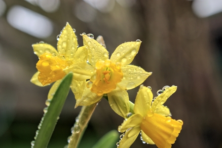 Gardening, cultivation, environment and care concept with yellow flowers narcissus with rain drops.の写真素材
