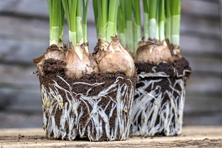 Gardening, cultivation, environment and care concept: seedlings of young daffodils preparing for...