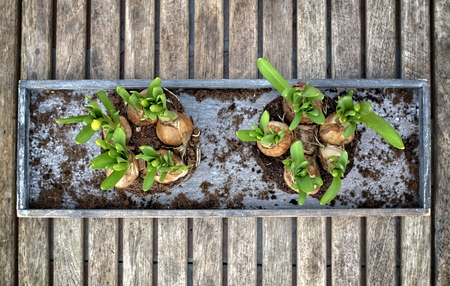 Gardening, cultivation, environment and care concept: seedlings of young daffodils preparing for...