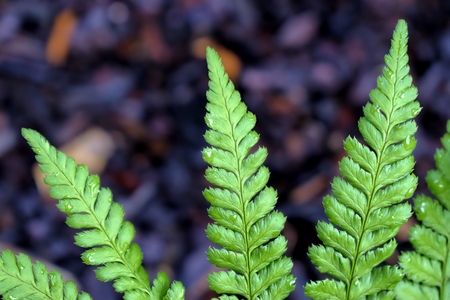 Natural environment, vegetation, nature and plants concept: green leaf on a dark forest background.