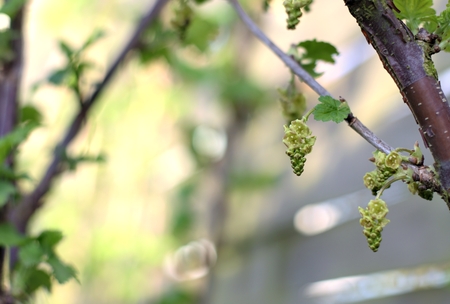 Gardening, cultivation, agriculture and care concept: spring buds of redcurrant flowers.の写真素材