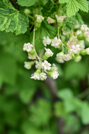 Garden buds of blackcurrant flowers. Gardening, cultivation, agriculture.の写真素材