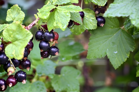 Gardening, cultivation, agriculture, fruit and vegetables concept: close up view of young black currants on the garden.の写真素材