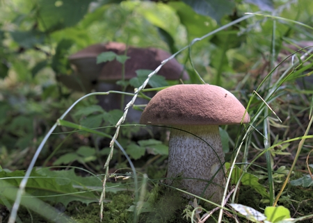 Nature, environment, parks and forest concept: first summer forest mushrooms birch mushrooms in a...