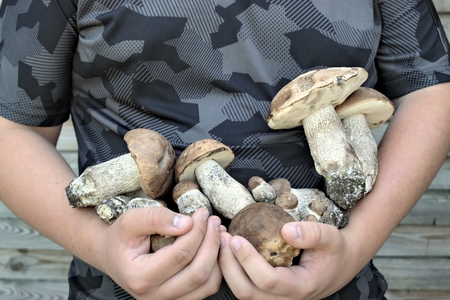 Nature, environment, forest and people concept: man is holding hands.
