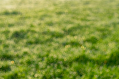 Greenery, plants and nature concept: blurred fuzzy background with grass and dew drops.の写真素材