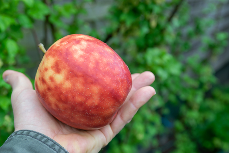 Colorful mottled apple in a hand on a natural green background.の写真素材