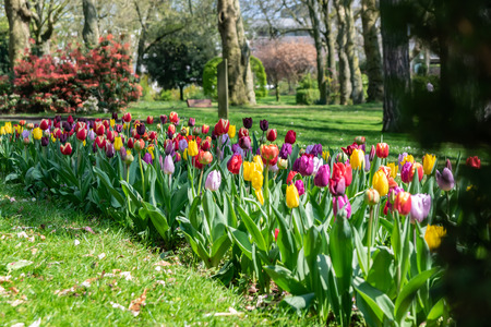 Blooming flowers on a spring park.の写真素材
