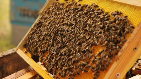 a group of beesの写真素材