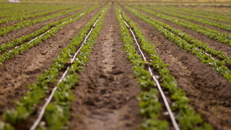 Agriculture landの写真素材