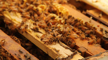close up of worker bees working on honeycomb