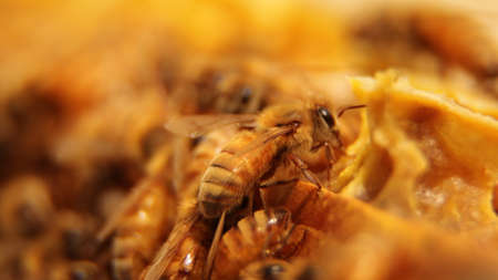 close up of worker bees working on honeycombの写真素材