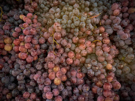 detail of red grapes, ready to eatの写真素材