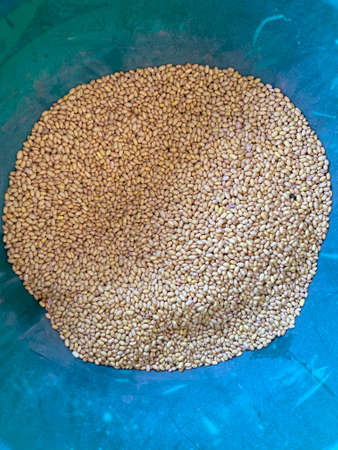 detail of Mexican beansの写真素材
