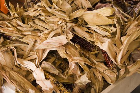 A large display of Indian Corn ready for fall display.の写真素材