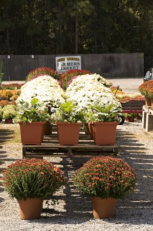 A market selling beautiful fall mums all lined up in bright colors.の写真素材