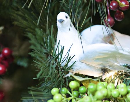 A white dove perched on a limb with berriesの写真素材