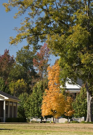 A golden tree with showing is beautiful fall color.の写真素材