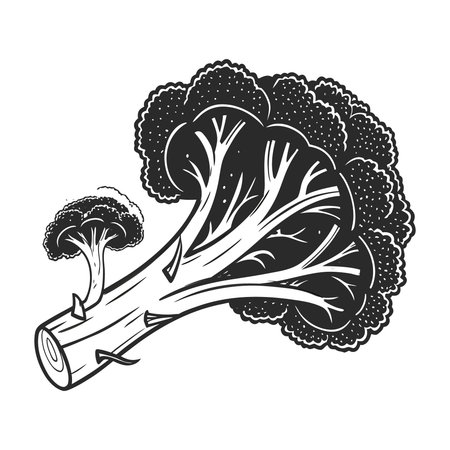 Vector vitamins featuring stylized black and white illustration of broccoli florets and stem keywords: broccoli,...のイラスト素材