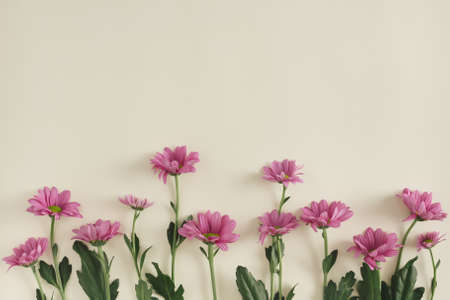 Spring floral layout made with fresh pink flowers on sandy pastel background. Minimal flat lay.の写真素材