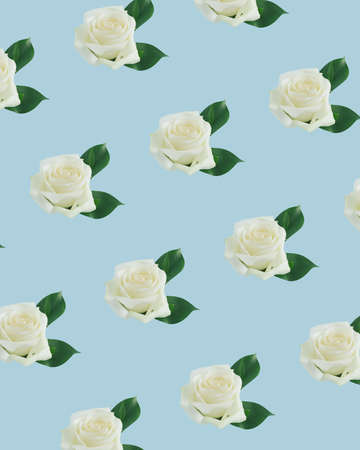 Floral pattern made with fresh natural white roses and green leaves on blue background.の写真素材