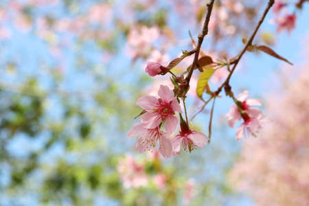 Nang Phaya Sua Krong or cherry blossoms in Thailand Looks like a small pink flower.