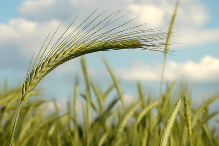 Green wheat waving in the wind-selective shallow focus to convey motion-bokeh effectの写真素材