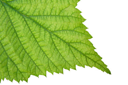 Green leaf on a white background