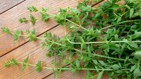 Fresh oregano from the garden on a wooden desk