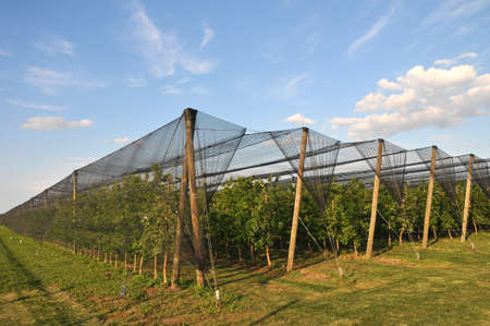 Modern orchard of columnar apples with protective nets against hail