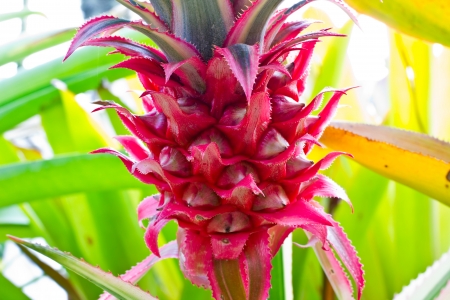pineappleの写真素材