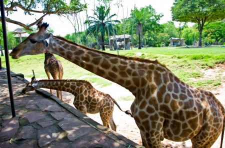  giraffe in the zooの写真素材