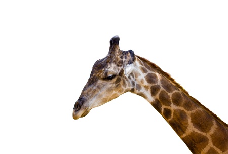  giraffe on white backgroundの写真素材