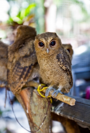 Young owl in the zoo,Thailandの写真素材