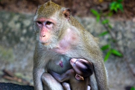 Baby monkey with mother in the zoo of Thailandの写真素材