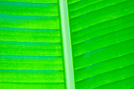 Banana leaf backgroundの写真素材