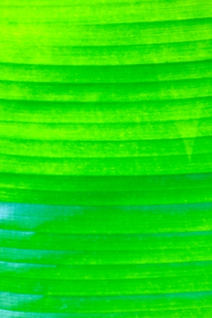 Banana leaf backgroundの写真素材