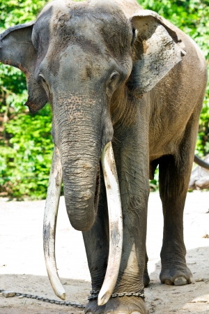 elephantの写真素材