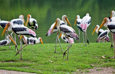painted stork の写真素材